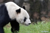 В Китае умер самый старый в мире самец панды Пан-Пан
